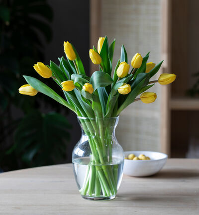 12 gule tulipaner
